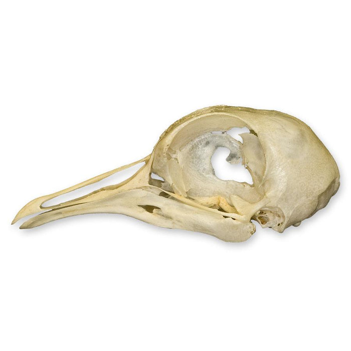 Real Pigeon Skull