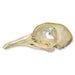 Real Pigeon Skull