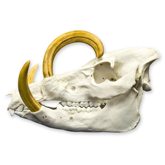 Replica Babirusa Skull