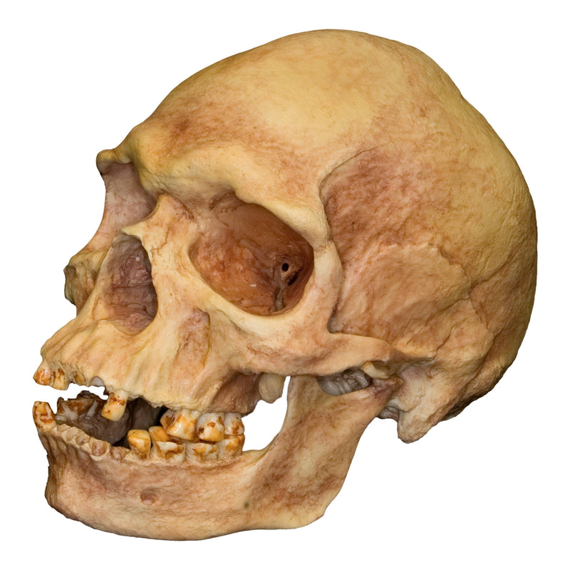 Replica Human Skull - Australian Aboriginal Male