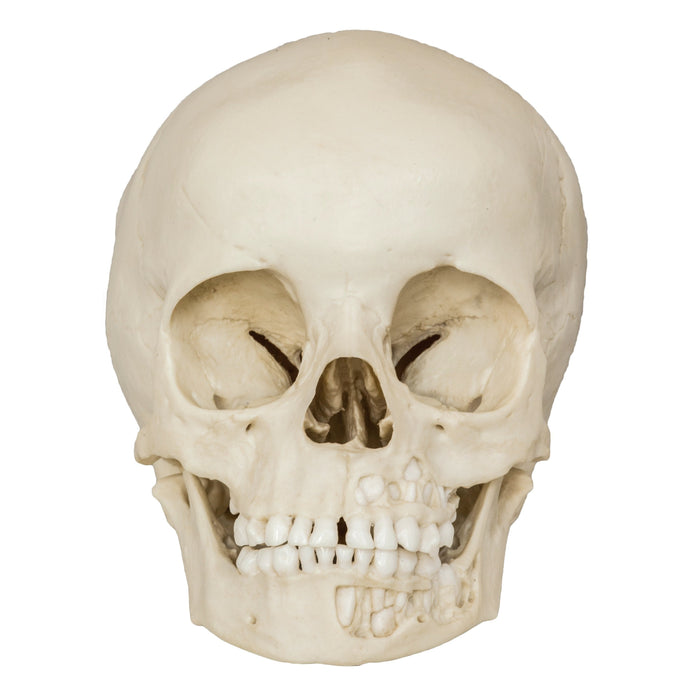 Replica 5-year-old Human Child Skull with Dentition Exposed