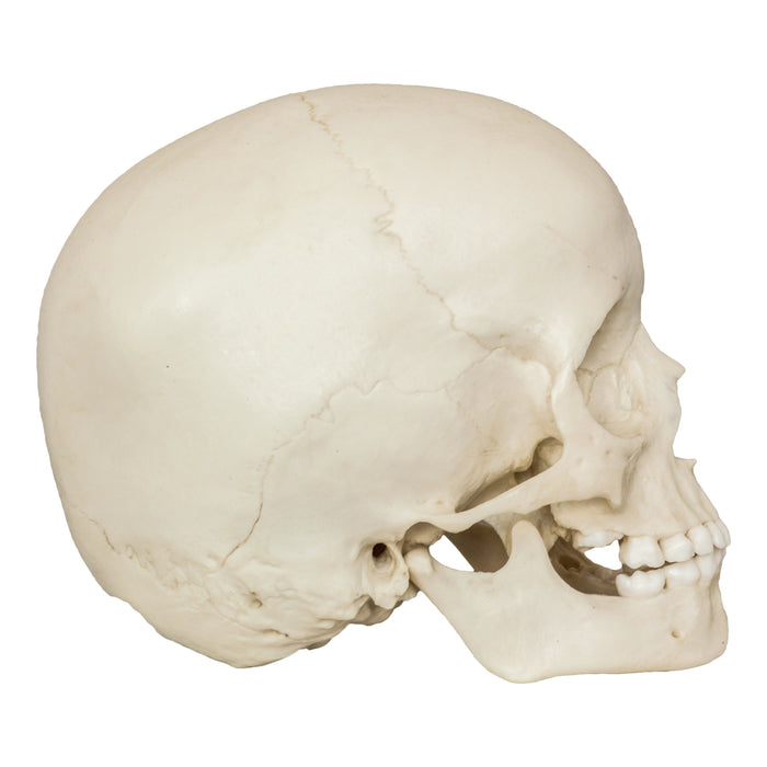 Replica 5-year-old Human Child Skull with Dentition Exposed