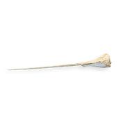 Replica Narwhal Skull