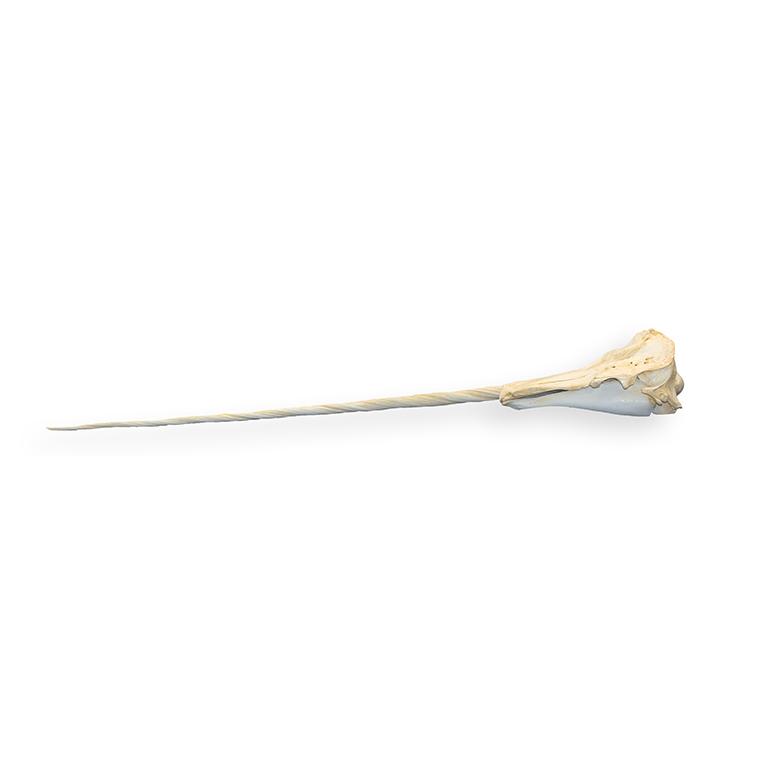 Replica Narwhal Skull