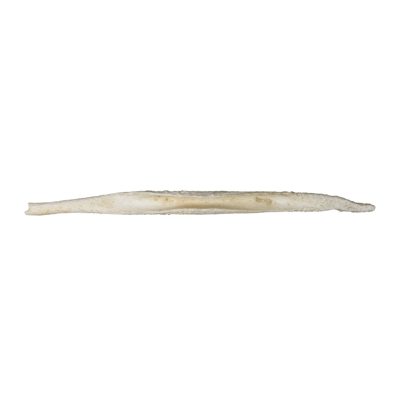 Replica African Hunting Dog Baculum