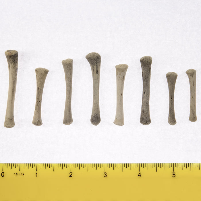 Real Research Quality Human Fetal Tibia - Single — Skulls Unlimited ...