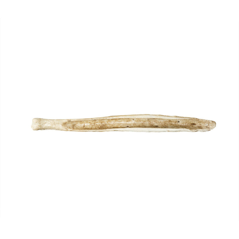 Replica Red Fox Baculum