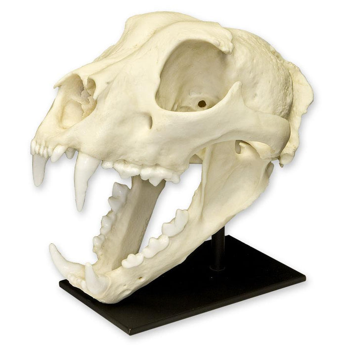 Replica Snow Leopard Skull