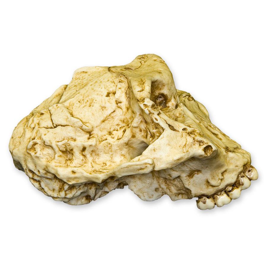 Replica SK-48 Skull For Sale — Skulls Unlimited International, Inc.