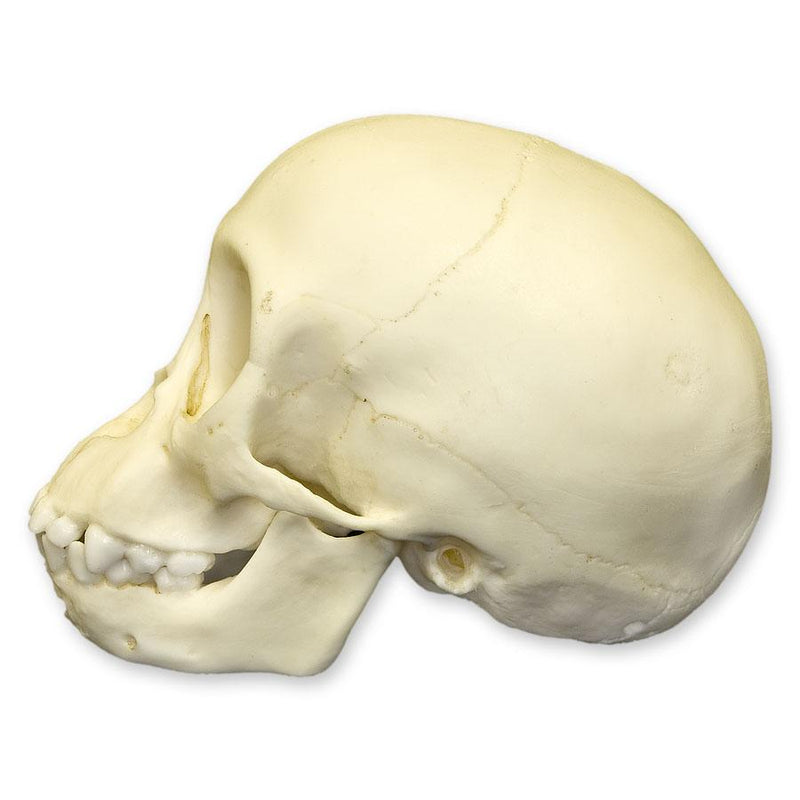 Replica Chimpanzee Infant Skull
