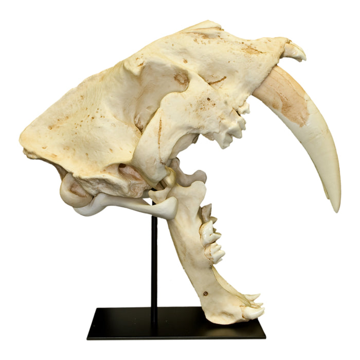Replica Sabertooth Cat Skull - South American (Smilodon populator)