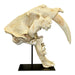 Replica Sabertooth Cat Skull - South American (Smilodon populator)