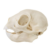 Replica Aye-aye Skull