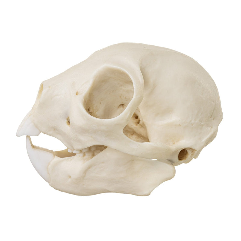 Replica Aye-aye Skull