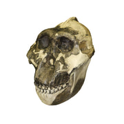 Replica Zinjanthropus OH-5 Skull