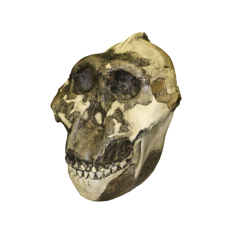 Replica Zinjanthropus OH-5 Skull