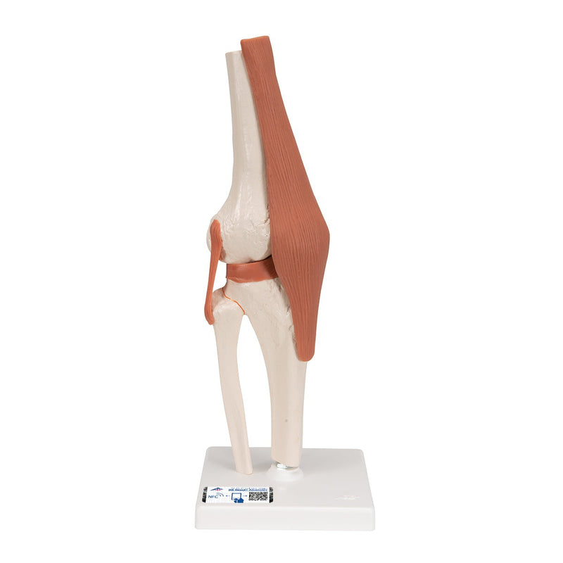 Replica Human Knee Joint