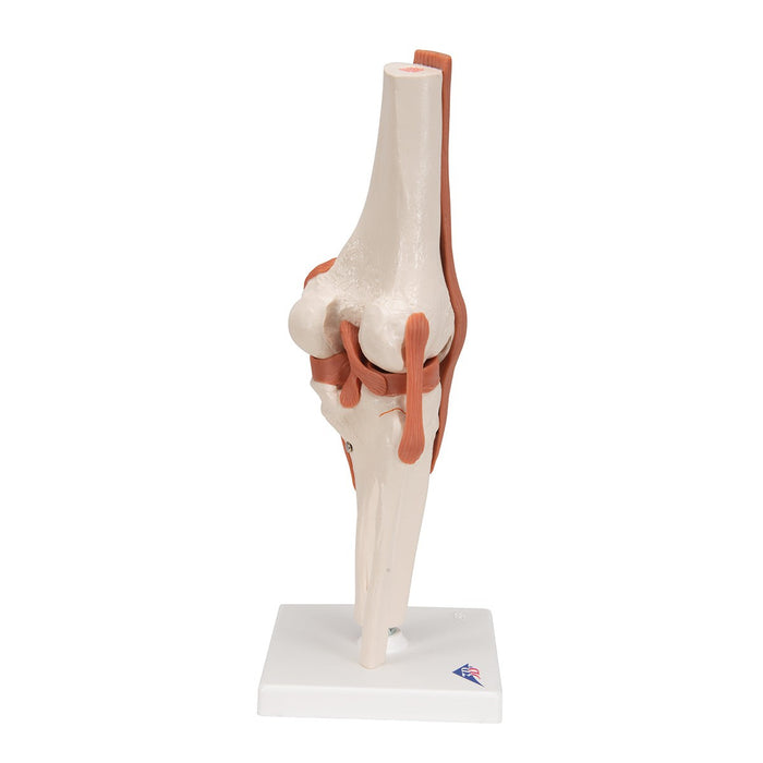 Replica Human Knee Joint