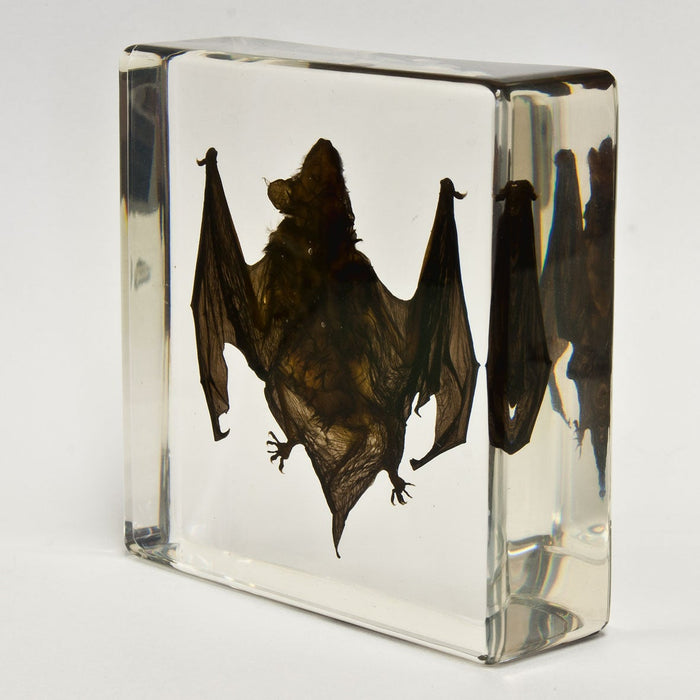 Real Bat in Acrylic Display (Small)
