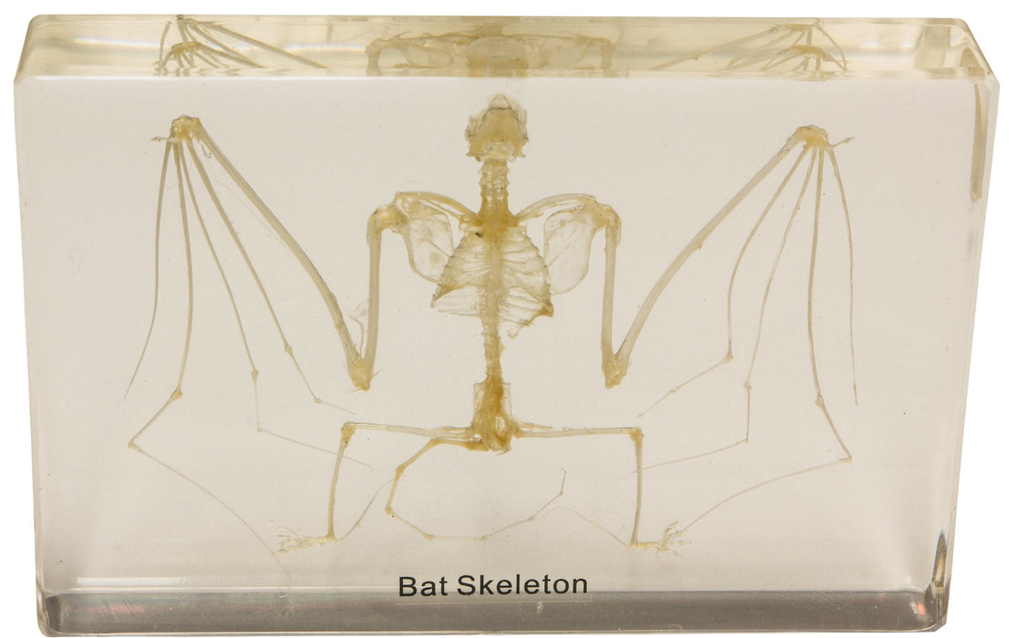 Real Bat Skeleton in Acrylic Display