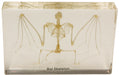 Real Bat Skeleton in Acrylic Display