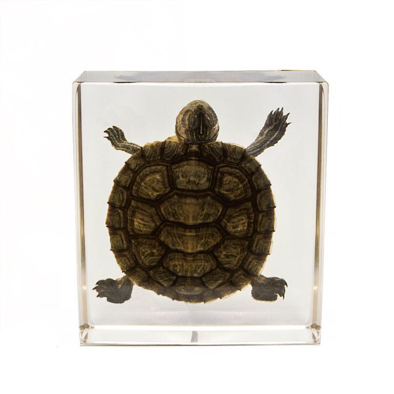 Real Turtle in Acrylic Paperweight For Sale — Skulls Unlimited