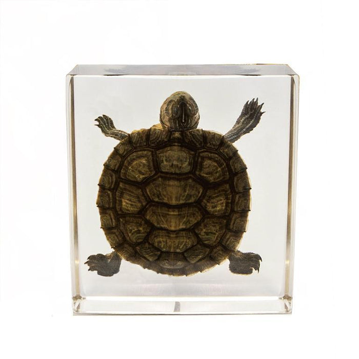 Real Turtle in Acrylic Paperweight