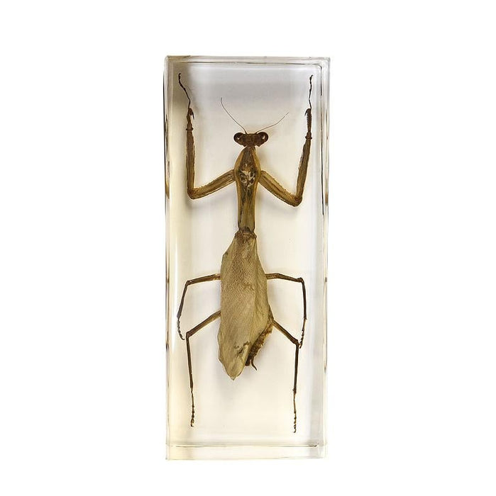 Real Acrylic Mantis Paperweight