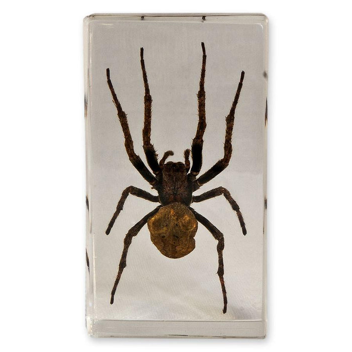 Real Spider in Acrylic Paperweight