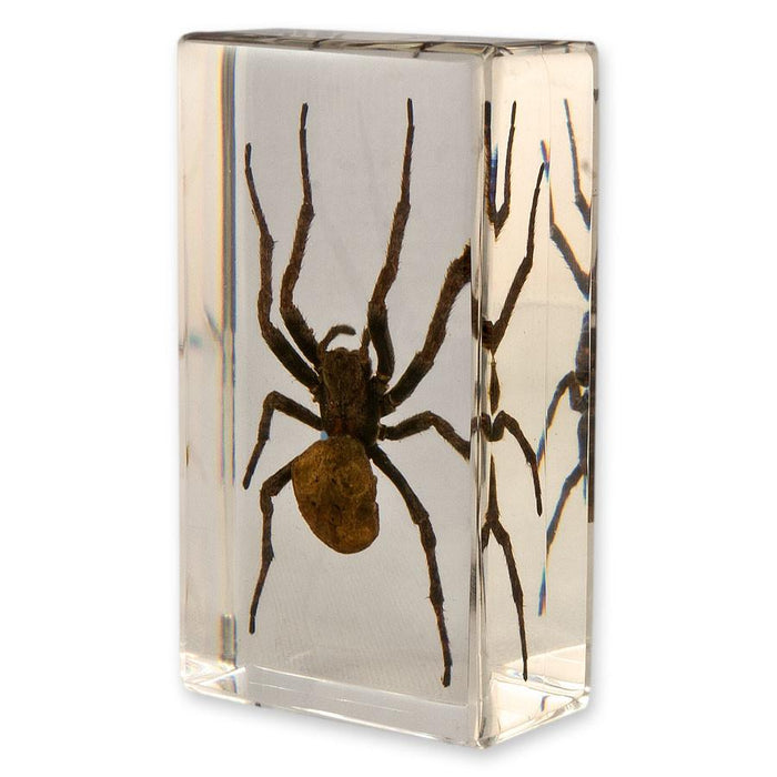 Real Spider in Acrylic Paperweight