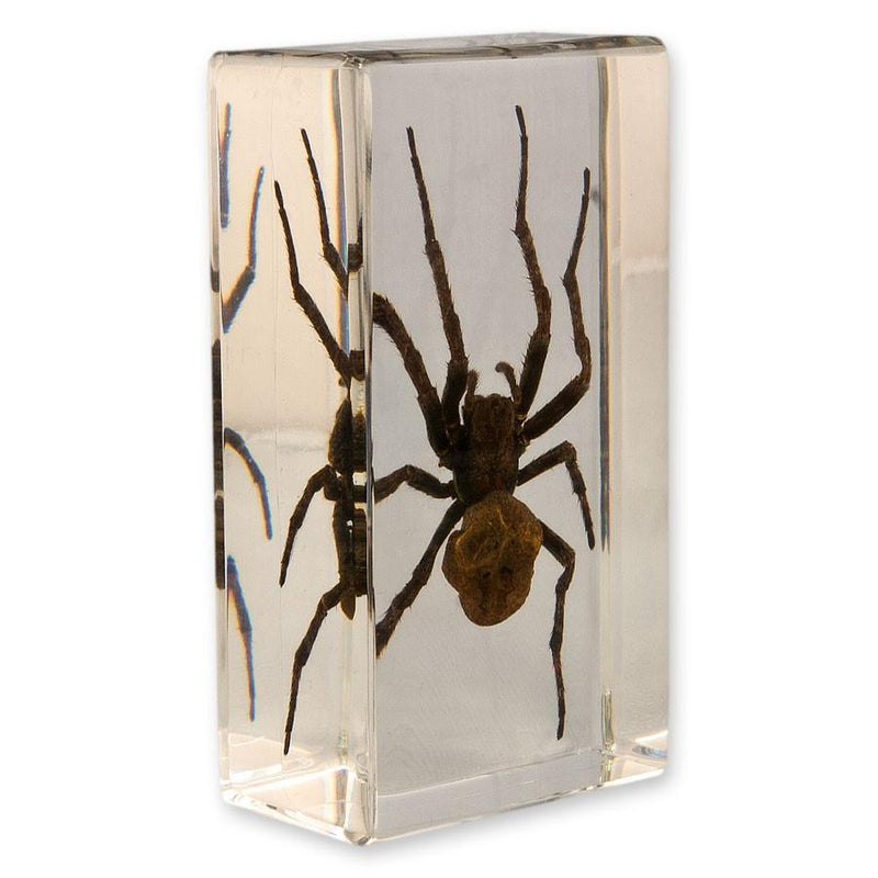 Real Spider in Acrylic Paperweight