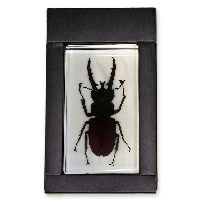 Real Stag Beetle in Acrylic Paperweight