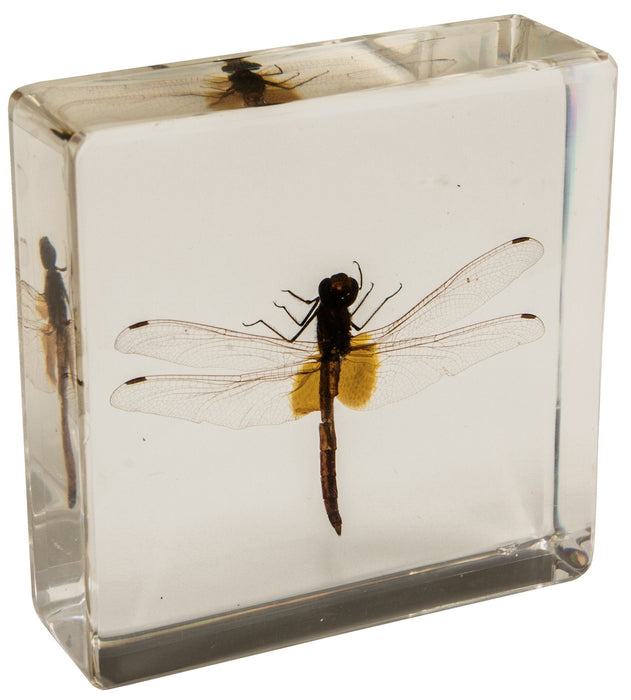 Real Dragonfly in Acrylic Paperweight