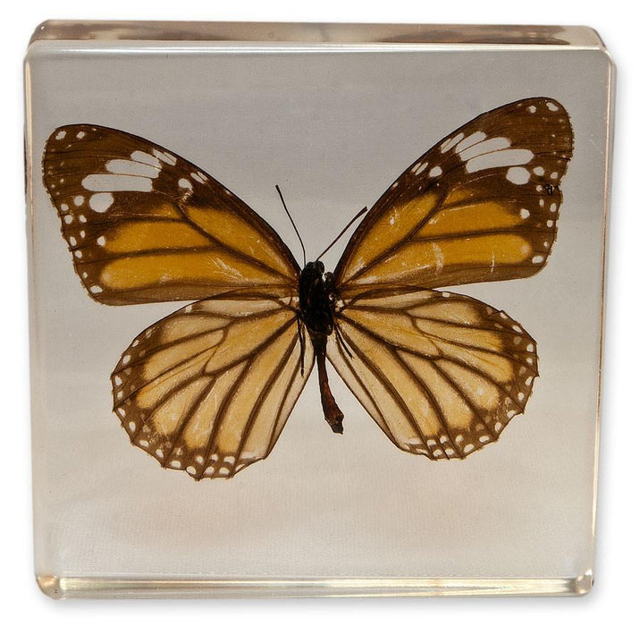 Real Common Tiger Butterfly in Acrylic Paperweight