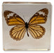 Real Common Tiger Butterfly in Acrylic Paperweight