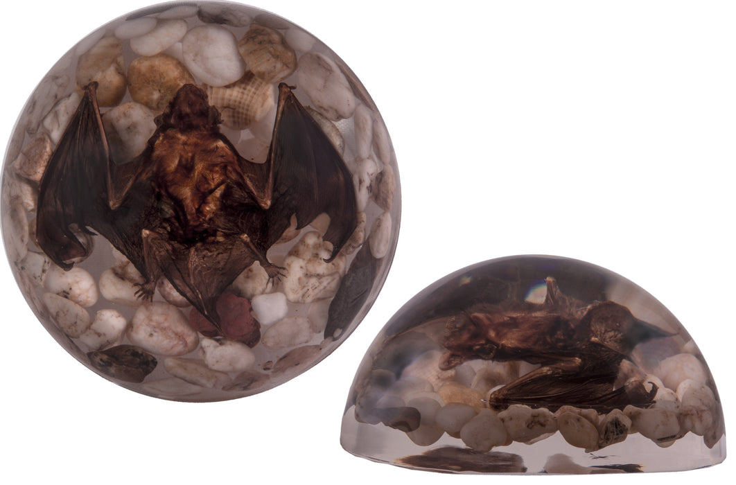 Real Bat in Acrylic Dome Paperweight