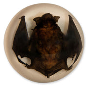 Real Bat in Acrylic Dome Paperweight