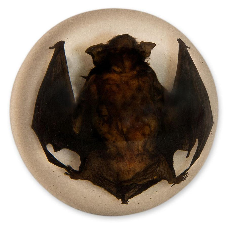 Real Bat in Acrylic Dome Paperweight