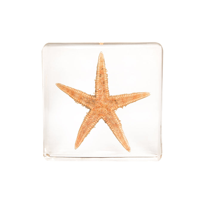 Real Starfish in Acrylic Paperweight