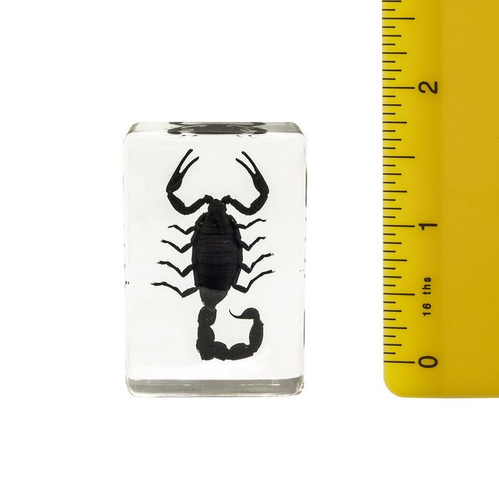 Real Black Scorpion in Acrylic Paperweight - Small
