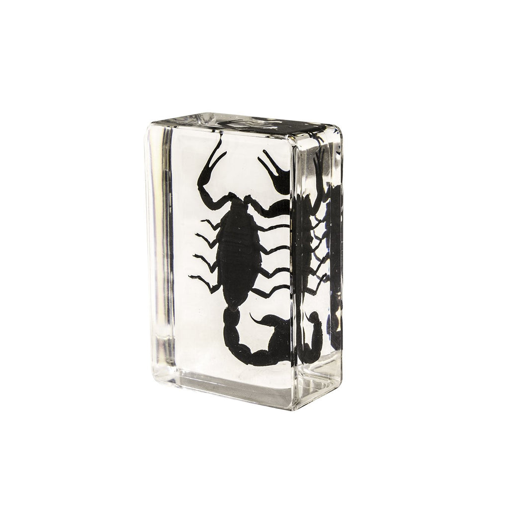 Real Black Scorpion in Acrylic Paperweight (Small) For Sale