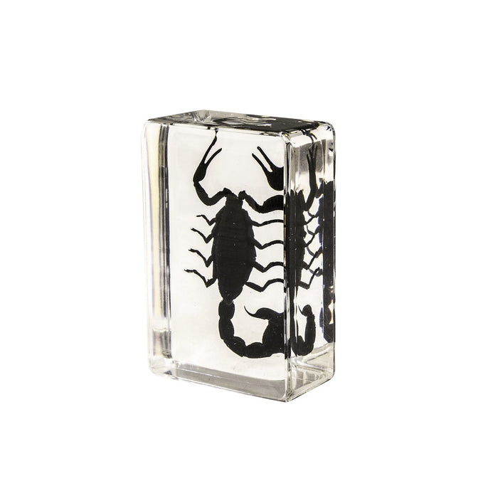 Real Black Scorpion in Acrylic Paperweight - Small