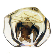 Real Bat Hanging with Sticks in Acrylic Display