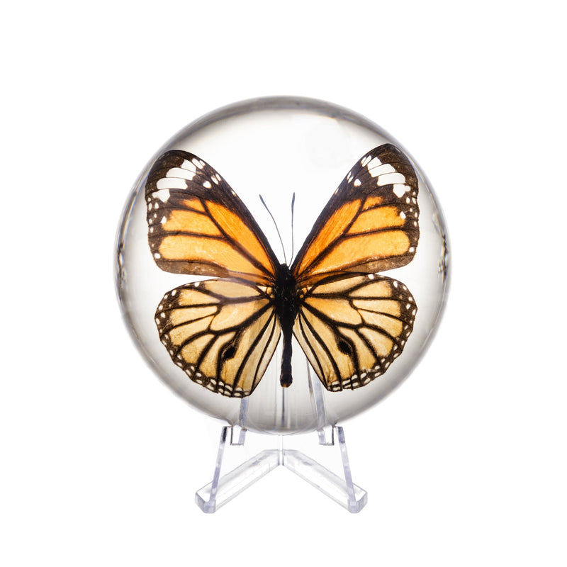Real Common Tiger Butterfly in Acrylic Dome Paperweight