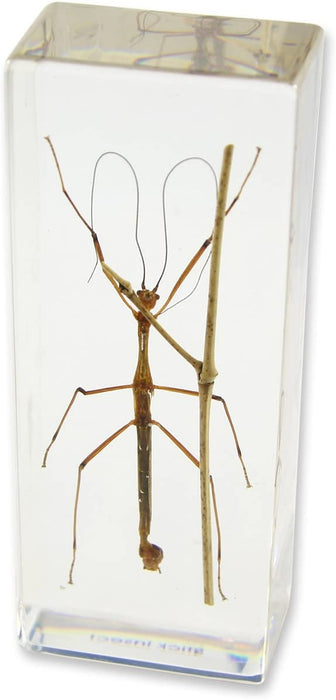 Real Walking Stick in Acrylic Paperweight