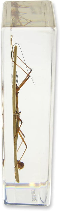 Real Walking Stick in Acrylic Paperweight