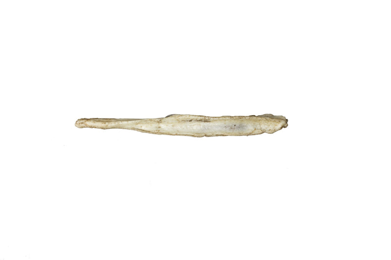 Replica Arctic Fox Baculum