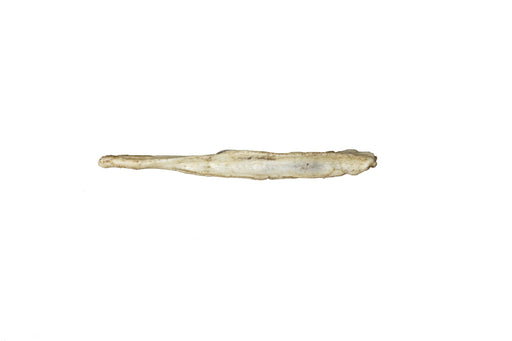 Replica Arctic Fox Baculum