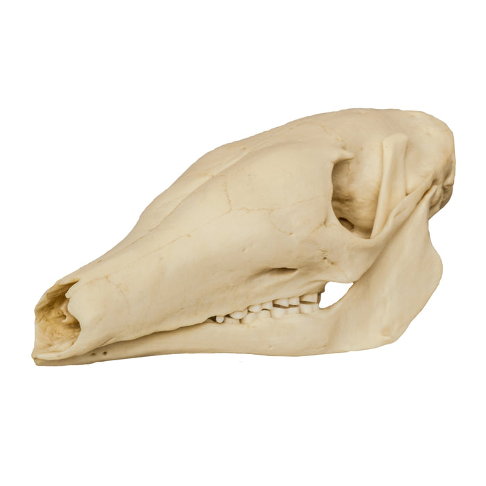 Replica Aardvark Skull