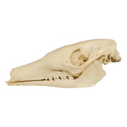 Replica Aardvark Skull